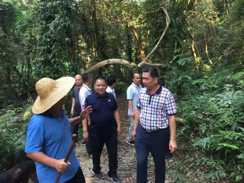 市政协副主席詹小东同志到我县地派镇桂峰山调研