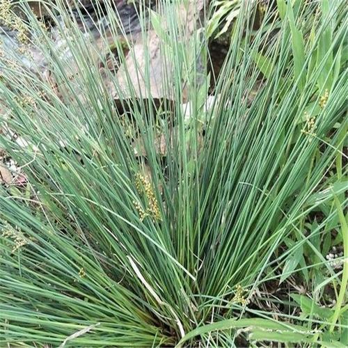 新鲜药材 常绿灯心草 灯芯草龙须草盆栽 易养 宁心安神促睡眠 - 老家