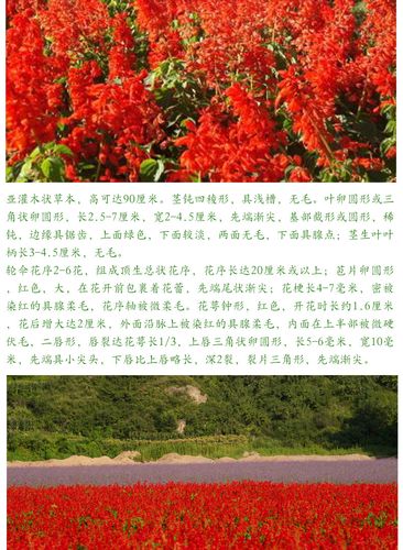 供应花草种子鼠尾草 一串红批发 地被植物 净化空气 量大价.