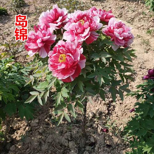 独杆牡丹花树菏泽正宗牡丹苗绿植花卉大花观赏重瓣老桩易活树形牡丹