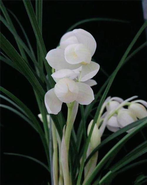 不含盆兰花苗兰花非常容易种阳台老云南奇草本花r卉盆栽莲瓣兰绿