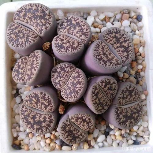 多肉植物生石花图片图鉴