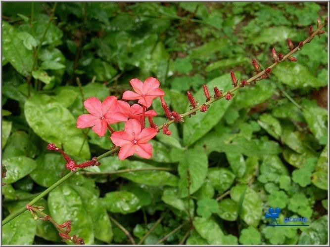 所属科:plumbaginaceae 中文名:红花 其它中文名 文献来源:plumbago