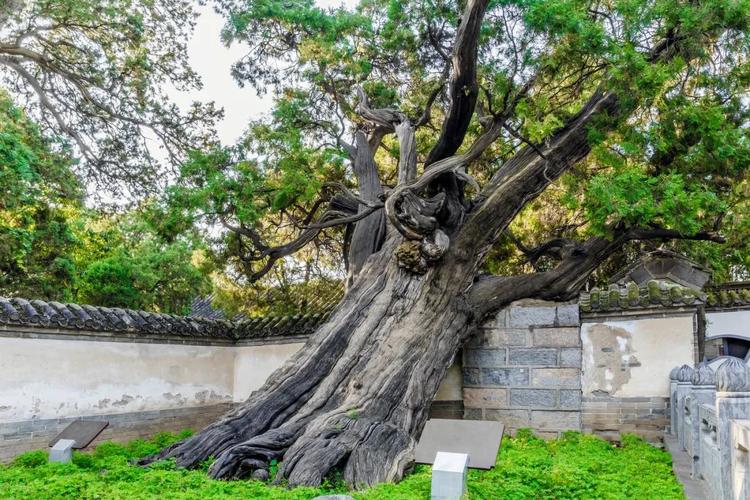 嵩阳书院汉封将军柏(大将军)