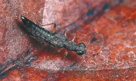 隐翅虫的简笔画