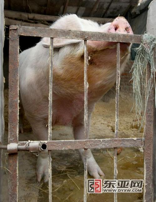 猪圈里的"猪千斤" 记者 施忠威 摄