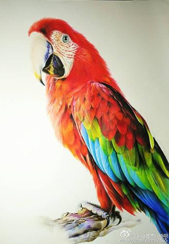 彩铅画金刚鹦鹉