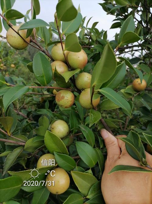 湘林210茶树苗 油茶苗高产嫁接【长林4号长林40号】油茶苗一~二年杯苗