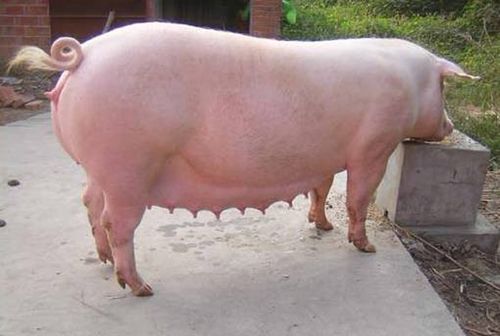 如何养殖母猪 母猪养殖技术 怀孕母猪的饲养