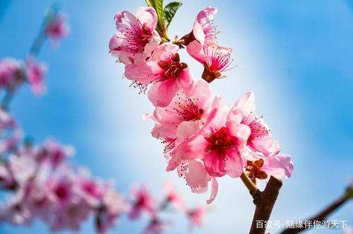阳春三月,来辽宁"桃花岛",赏万亩桃花.近距离看朝鲜