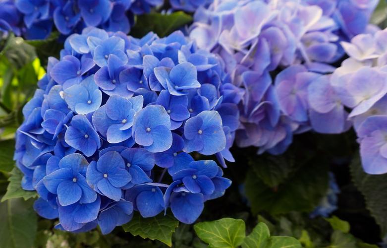 图片大全 植物花卉 花型饱满味道清香的蓝色绣球图片 > 花型饱满味道