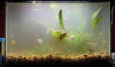 在家养观赏鱼的时候,我们有时候会遇到"鱼缸水变色了","鱼缸水雾蒙蒙