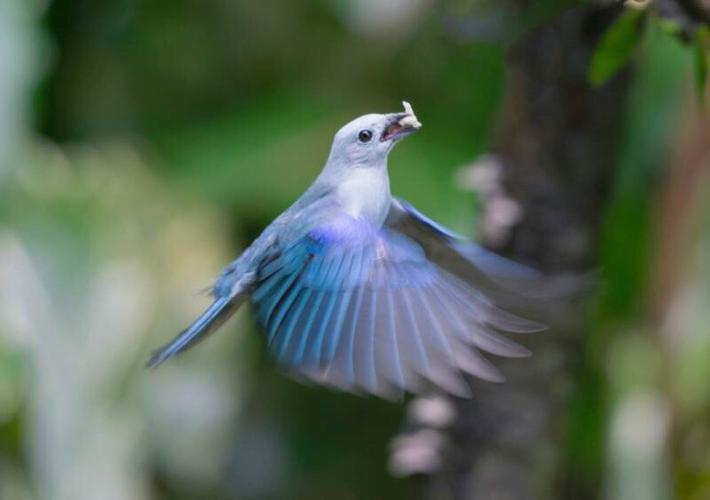 除却巫山不是云!blue gray tanager 灰蓝裸鼻雀