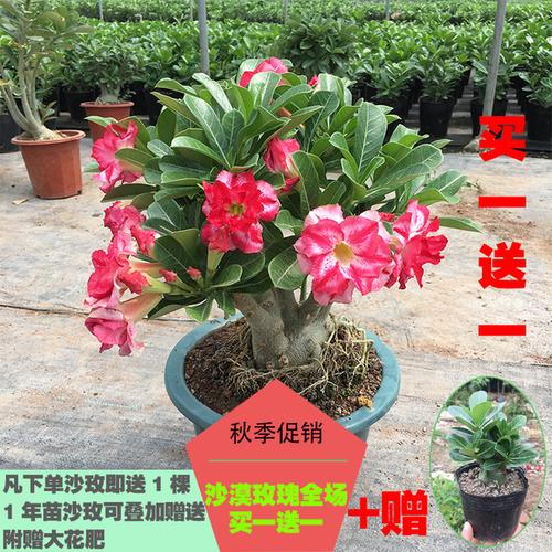 沙漠玫瑰精品老桩双色复瓣花卉盆栽沙生植物当年开花一物一拍