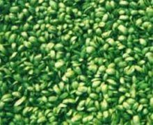 黑豆苗简笔画
