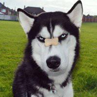 微信头像图片大全 微信动物头像 逗比搞怪狗狗头像【点击鼠标右键下载