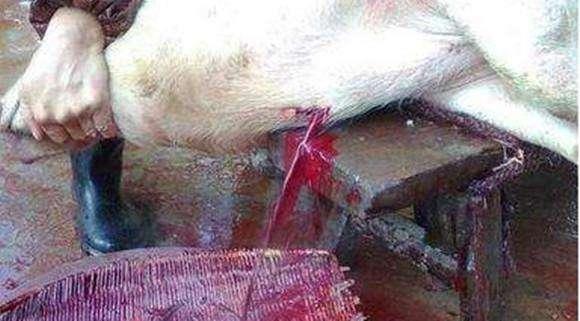 屠夫杀死带崽母猪,生个儿子哼哼猪叫