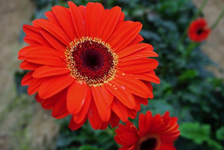 梦里水乡——太阳花有几种颜色