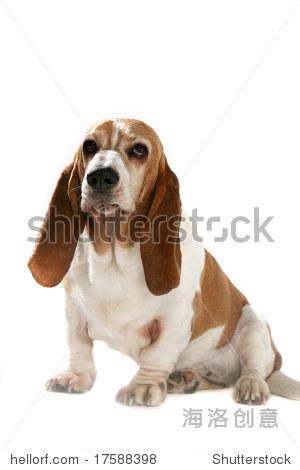 big basset hound with short legs and long ears