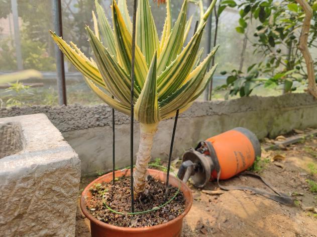 芦荟养成老桩,身价才会翻倍,自己观赏也漂亮,教你正确栽培方法