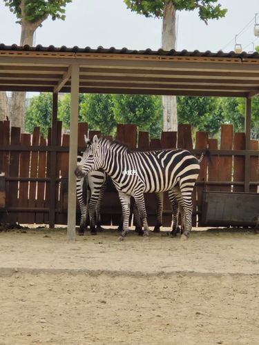 齐河欧乐堡野生动物园最全攻略_动物园_鹦鹉_餐厅_高尔夫_早餐_酒店