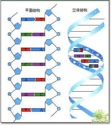 一道生物关于dna分子结构的计算题一个dna分子的α链上,腺嘌呤是鸟