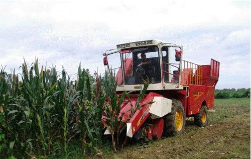 玉米收服务