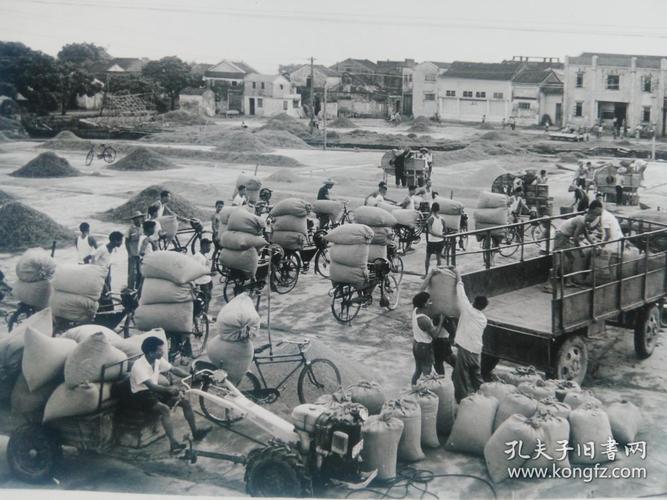 原版照片《广东中山县获得早稻好收成》大涌人民公社喜交公粮
