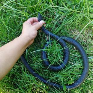 厂家直销环保整蛊蛇 稀奇古怪仿真软胶蛇 整人玩具假蛇橡胶蛇