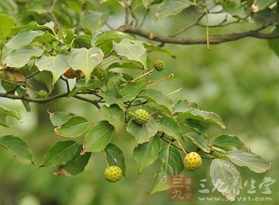 药材基源:为山茱萸科植物香港四照花的果实