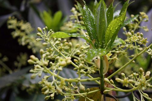 楠木几月花开?花是什么样子的?