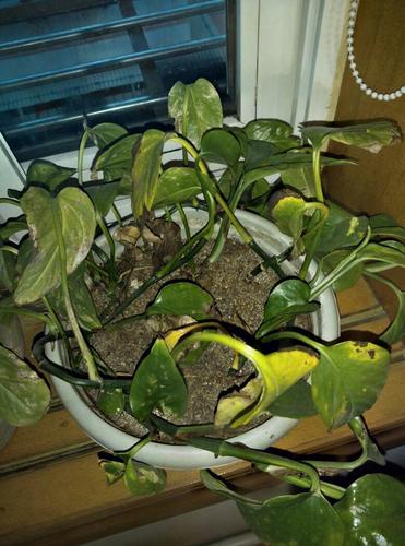 这绿萝是怎么了?养了两年了最近叶子慢慢变黄还有黑斑