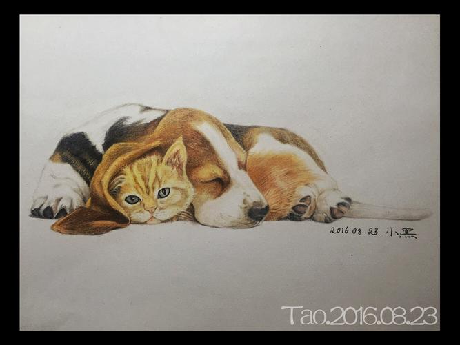 小猫小狗写生