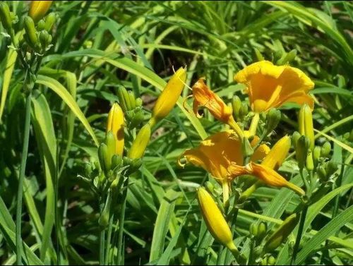 紫萱  有止血,消炎,清热,利湿,消食,明目和安神等功效  紫萱草也叫