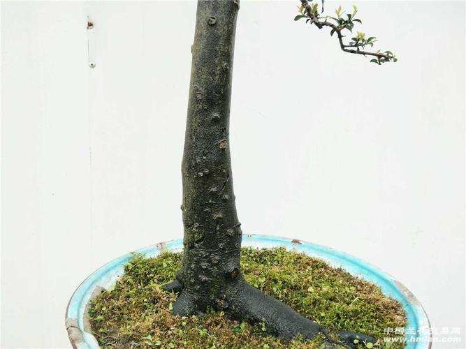 所有分类 [0起拍]迎客式极小叶挂果金弹子  直杆迎客式金弹子一棵