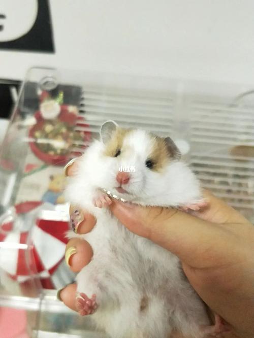 金丝熊夏季降温_金丝熊_夏天去哪玩_冰袋_空调_邦迪怎么样_宠物_宠物