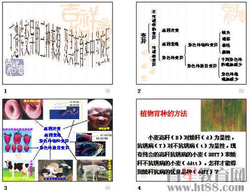生物遗传与变异手抄报