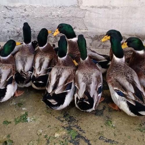 高邮鸭最新产地行情_高邮鸭产地行情数据_高邮鸭批发