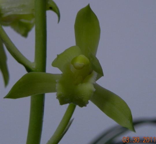 大舌蕙兰素心(1)