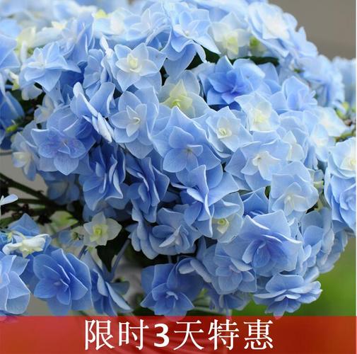 热卖初十园艺新品绣球十字架绣球重瓣绣球秃顶但基本每个花头开花好看