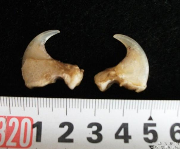 单个的外形尺寸31x30x9mm 缅甸孟加拉虎之爪:为后腿小爪,爪子有部分还