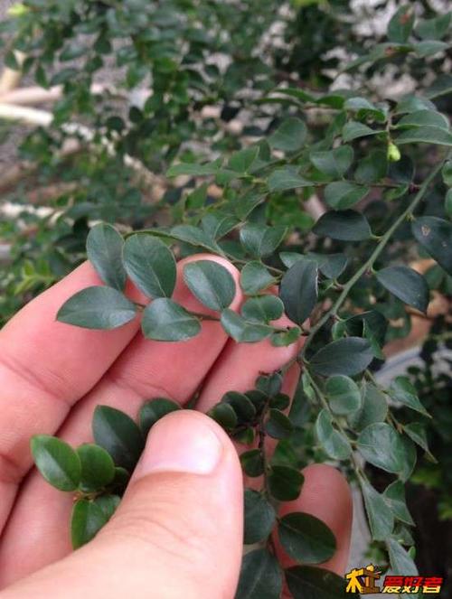 这是小叶紫檀吗