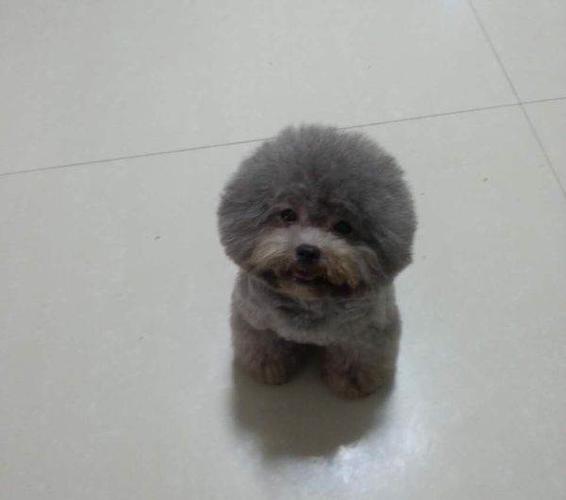 爸爸妈妈都是颜值爆表的灰色茶杯泰迪犬,血统