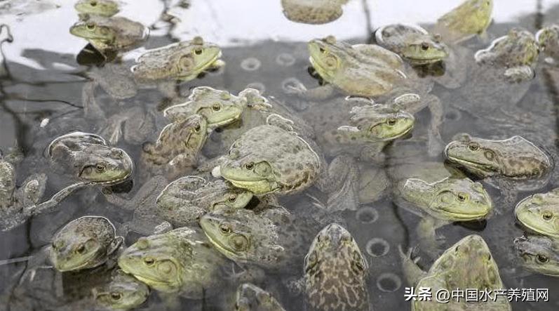 涨价也收不到货 现金价暴涨到16元 严重缺货 牛蛙还能