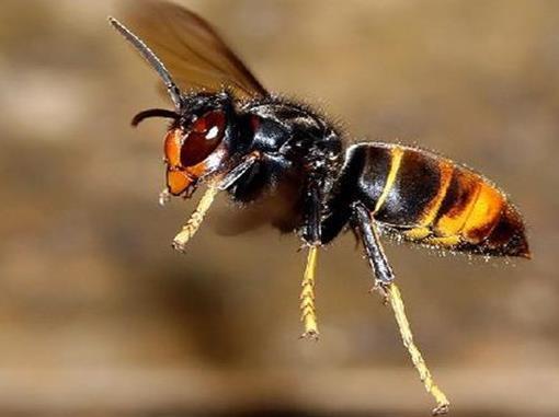 十大最厉害的蜂排行榜腾讯新闻