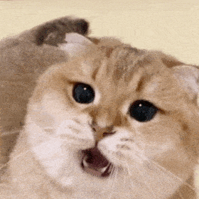 网红猫咪 | 猫咪核桃表情包 第二弹