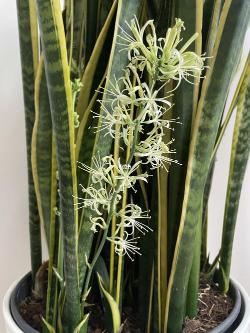 虎皮兰开花_家居家装_家居