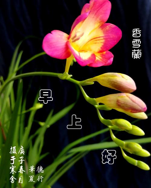 您好,早安吉祥!幸福快乐! ——问候祝福语图片集锦 (一)