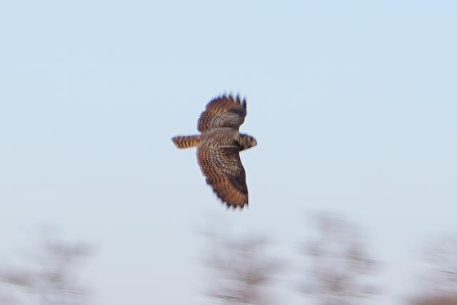 恨狐,长着耳朵的猫头鹰,让我害怕了这么多年