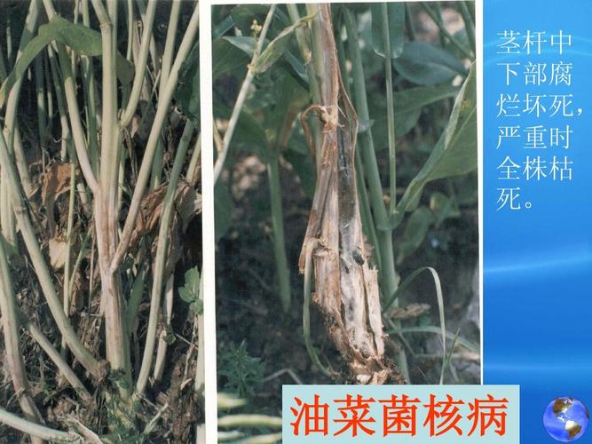 十字花科蔬菜病害25ppt